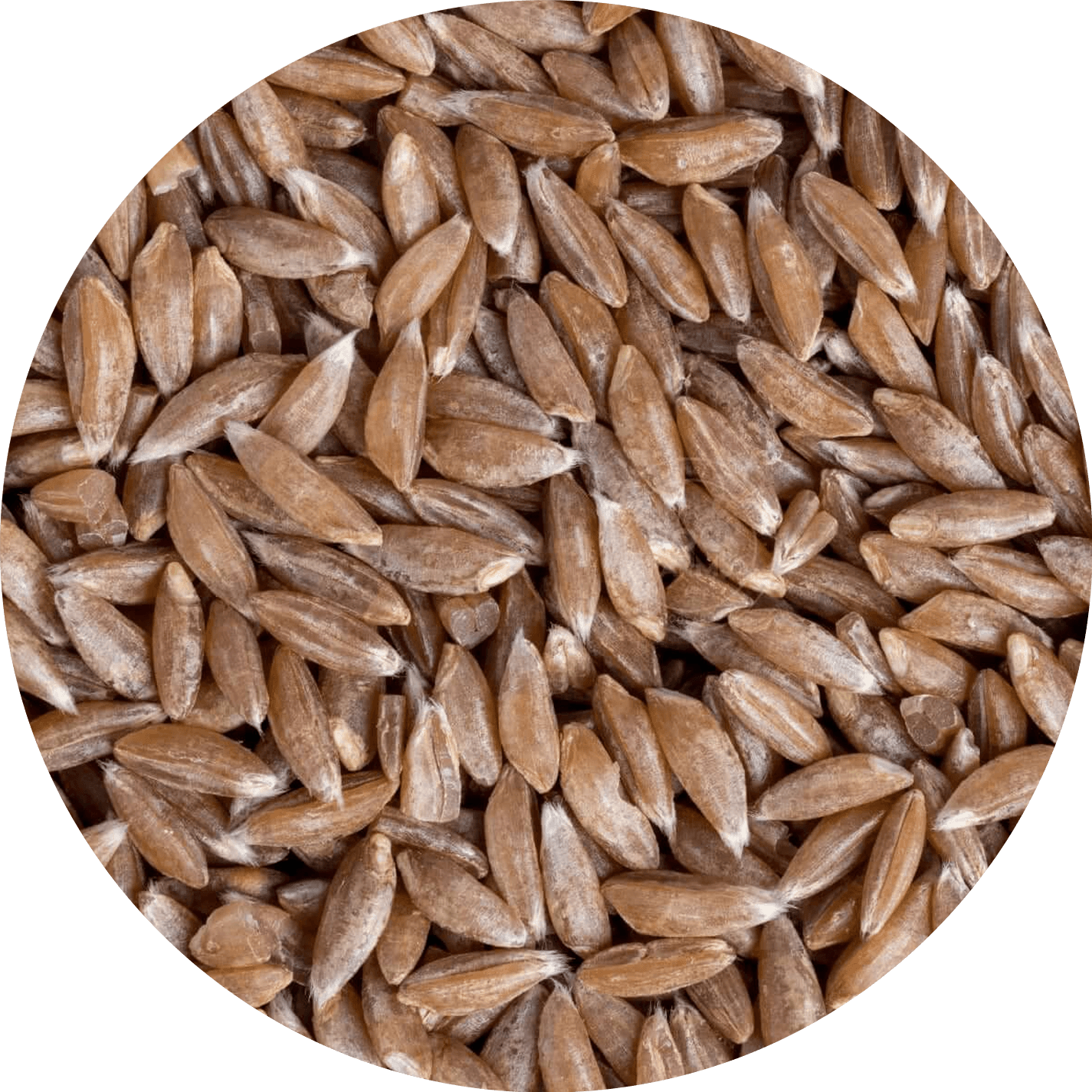 Khapli