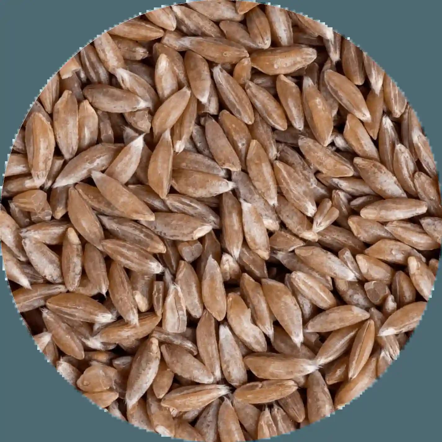 Fresh Khapli Atta